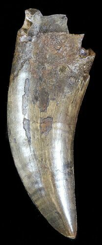 Large, Tyrannosaur (Nanotyrannus) Tooth - Montana #49534